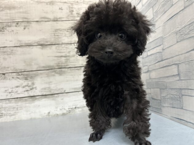 広島県のトイプードル(トイ) (アミーゴ多治米店/2026年8月8日生まれ/女の子/ブラック)の子犬