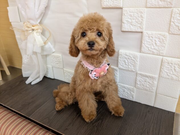 宮城県のトイプードル(トイ) (アミーゴ古川駅前店/2026年5月23日生まれ/女の子/レッド)の子犬