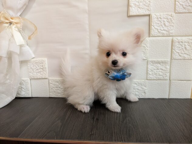 宮城県のハーフ犬・ミックス犬 (アミーゴ古川駅前店/2026年6月30日生まれ/男の子/ホワイト)の子犬の2枚目の画像