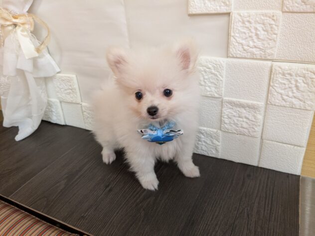 宮城県のハーフ犬・ミックス犬 (アミーゴ古川駅前店/2026年6月30日生まれ/男の子/ホワイト)の子犬の1枚目の画像