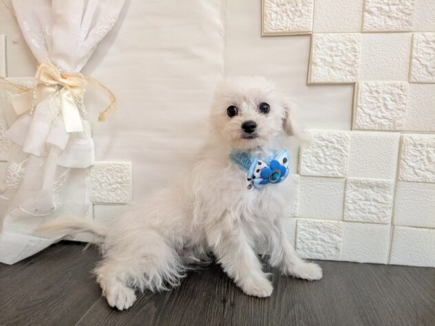 宮城県のハーフ犬・ミックス犬 (アミーゴ古川駅前店/2026年5月31日生まれ/男の子/ホワイト)の子犬の2枚目の画像