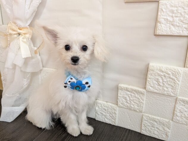 宮城県のハーフ犬・ミックス犬 (アミーゴ古川駅前店/2026年5月31日生まれ/男の子/ホワイト)の子犬の1枚目の画像