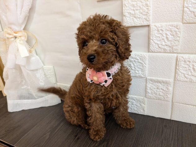 宮城県のトイプードル(トイ) (アミーゴ古川駅前店/2026年8月2日生まれ/女の子/レッド)の子犬の1枚目の画像