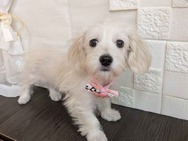宮城県のハーフ犬・ミックス犬 (アミーゴ古川駅前店/2026年6月30日生まれ/女の子/ホワイト)の子犬の1枚目の画像