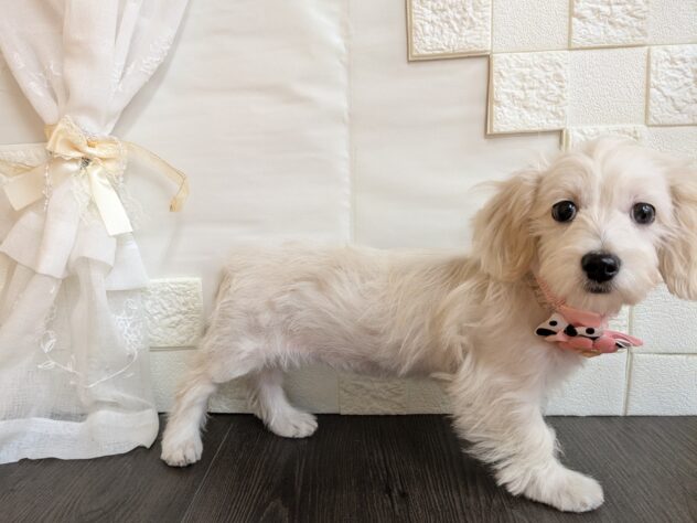 宮城県のハーフ犬・ミックス犬 (アミーゴ古川駅前店/2026年6月30日生まれ/女の子/ホワイト)の子犬の2枚目の画像