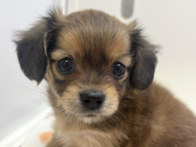 福島県のハーフ犬・ミックス犬 (アミーゴ須賀川店/2026年8月3日生まれ/女の子/レッド)の子犬