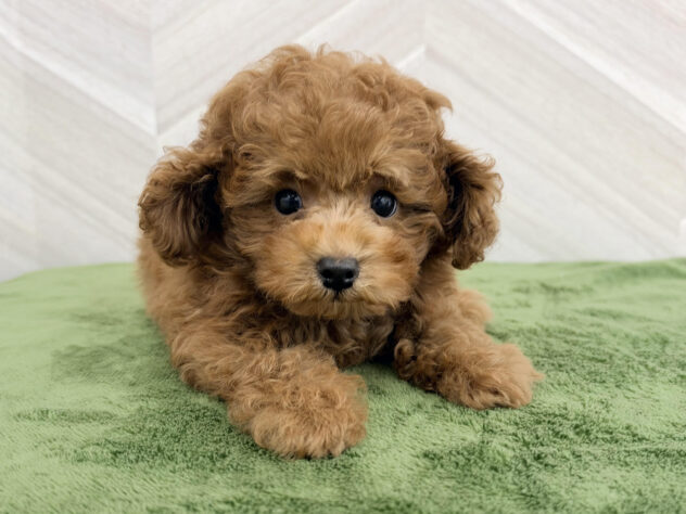 福島県のトイプードル(トイ) (アミーゴ郡山南店/2026年7月10日生まれ/男の子/レッド)の子犬の2枚目の画像
