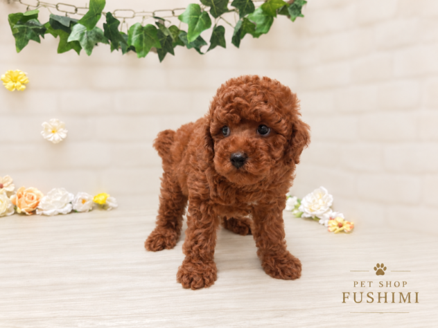 秋田県のトイプードル(トイ) (アミーゴ横手店/2026年7月4日生まれ/男の子/レッド)の子犬