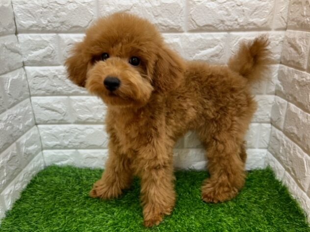 宮城県のトイプードル(トイ) (アミーゴ仙台富沢店/2026年5月5日生まれ/女の子/レッド)の子犬