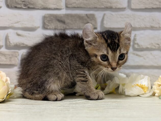 岩手県のアメリカンカール (アミーゴ一関店/2026年7月31日生まれ/男の子/ブラウンタビー)の子猫