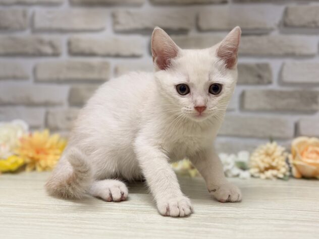 岩手県のマンチカン (アミーゴ一関店/2026年8月12日生まれ/男の子/クリームタビー)の子猫