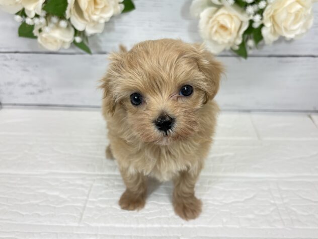 宮城県のハーフ犬・ミックス犬 (アミーゴ仙台富沢店/2026年8月11日生まれ/女の子/アプリコット)の子犬