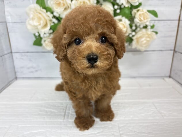 宮城県のトイプードル(トイ) (アミーゴ仙台富沢店/2026年8月18日生まれ/男の子/レッド)の子犬
