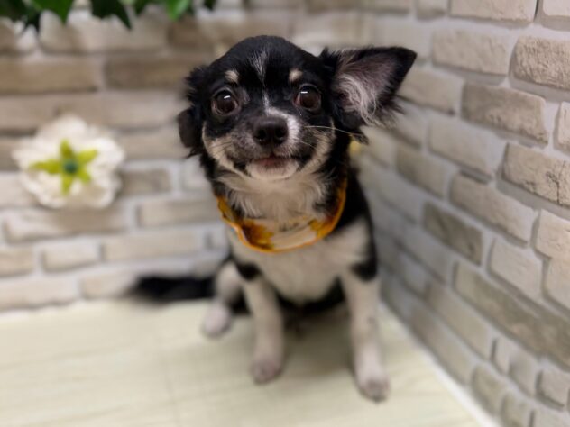 岩手県のハーフ犬・ミックス犬 (アミーゴ一関店/2026年3月26日生まれ/男の子/ブラックタンホワイト)の子犬