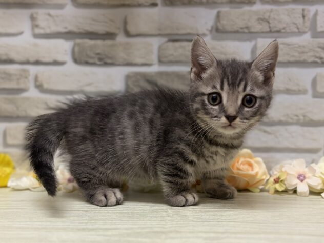 岩手県のマンチカン (アミーゴ一関店/2026年8月12日生まれ/男の子/シルバータビー)の子猫