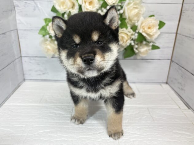 宮城県の柴犬(標準サイズ) (アミーゴ仙台富沢店/2026年8月24日生まれ/男の子/黒)の子犬