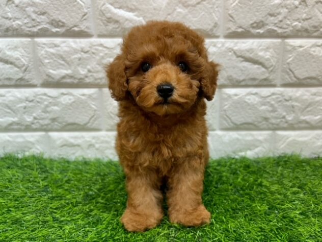 新潟県のトイプードル(トイ) (アミーゴ紫竹山店/2026年8月18日生まれ/男の子/レッド)の子犬の1枚目の画像