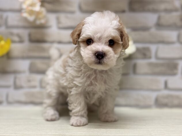 秋田県のハーフ犬・ミックス犬 (アミーゴ横手店/2026年7月27日生まれ/男の子/レッドホワイト)の子犬
