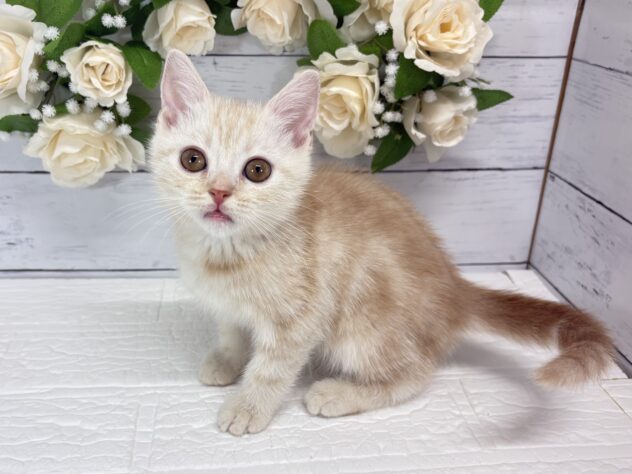 宮城県のマンチカン (アミーゴ仙台富沢店/2026年8月12日生まれ/男の子/クリームタビー)の子猫