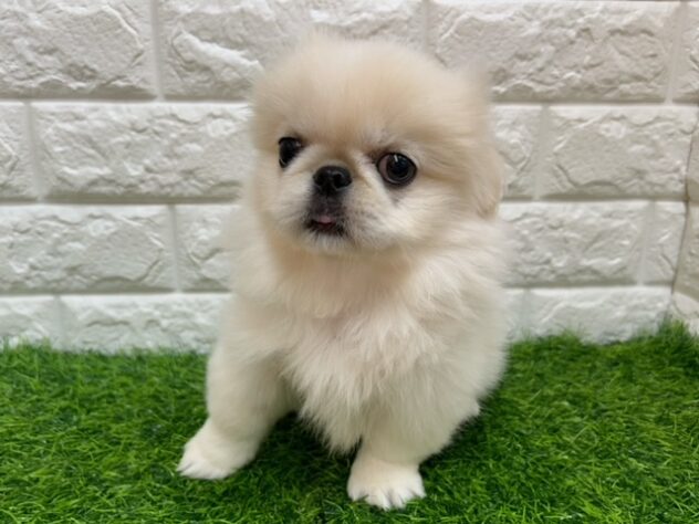 新潟県のペキニーズ (アミーゴ紫竹山店/2026年7月7日生まれ/女の子/ホワイト)の子犬の2枚目の画像