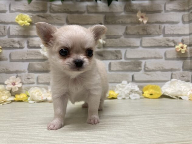 岩手県のハーフ犬・ミックス犬 (アミーゴ一関店/2026年7月2日生まれ/男の子/クリーム)の子犬
