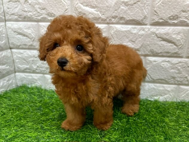 新潟県のトイプードル(トイ) (アミーゴ紫竹山店/2026年8月18日生まれ/男の子/レッド)の子犬の2枚目の画像