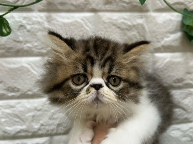 新潟県のエキゾチック (アミーゴ紫竹山店/2026年8月23日生まれ/男の子/ブラウンタビーホワイト)の子猫の3枚目の画像