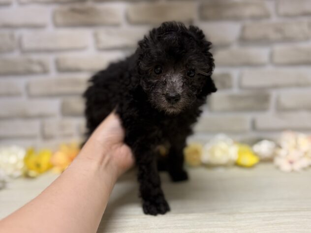 岩手県のトイプードル(トイ) (アミーゴ一関店/2026年8月4日生まれ/男の子/シルバー)の子犬