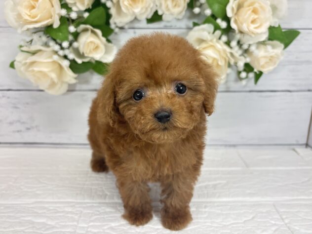 宮城県のトイプードル(トイ) (アミーゴ仙台富沢店/2026年8月4日生まれ/女の子/レッド)の子犬