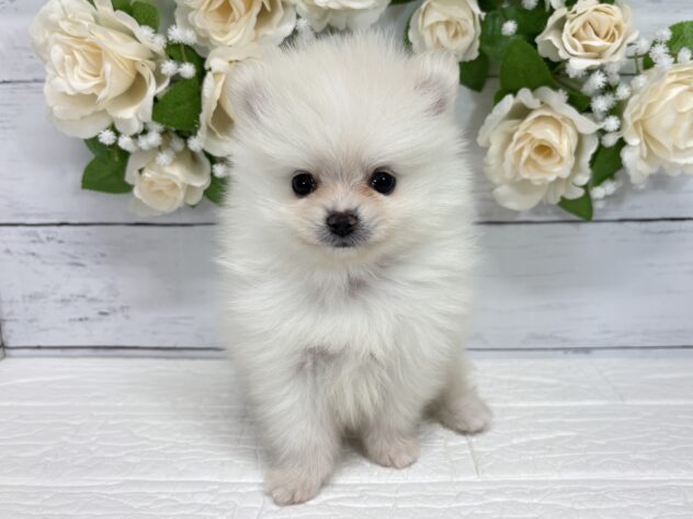 宮城県のポメラニアン (アミーゴ仙台富沢店/2026年8月11日生まれ/男の子/ホワイト)の子犬