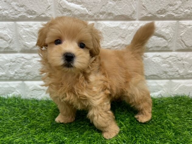 新潟県のハーフ犬・ミックス犬 (アミーゴ紫竹山店/2026年8月10日生まれ/男の子/アプリコット)の子犬の1枚目の画像