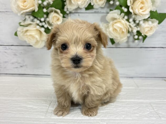 宮城県のハーフ犬・ミックス犬 (アミーゴ仙台富沢店/2026年8月4日生まれ/男の子/アプリコット)の子犬
