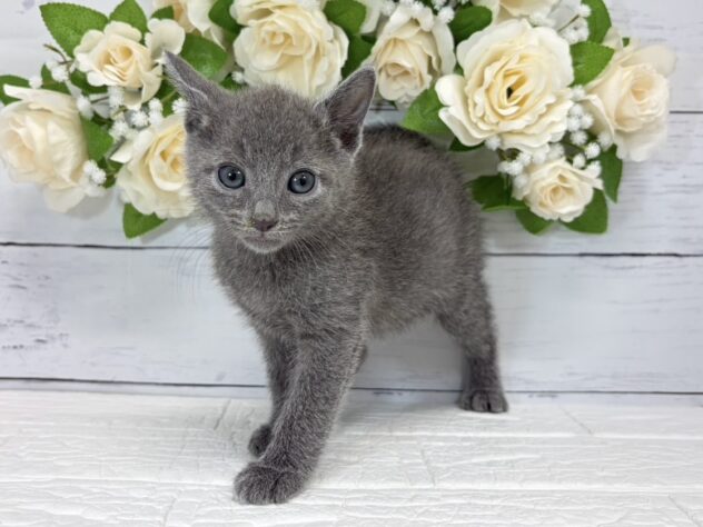 宮城県のロシアンブルー (アミーゴ仙台富沢店/2026年8月17日生まれ/男の子/ブルー)の子猫