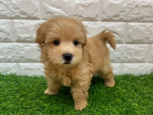 新潟県のハーフ犬・ミックス犬 (アミーゴ紫竹山店/2026年8月10日生まれ/男の子/アプリコット)の子犬の2枚目の画像