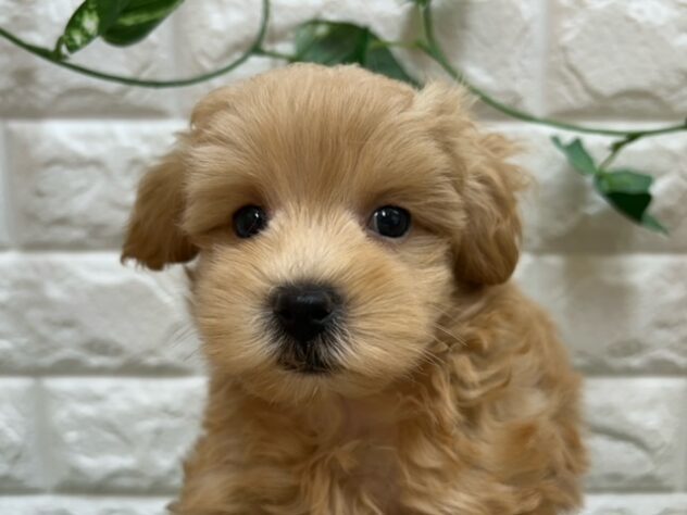 新潟県のハーフ犬・ミックス犬 (アミーゴ紫竹山店/2026年8月10日生まれ/男の子/アプリコット)の子犬の3枚目の画像