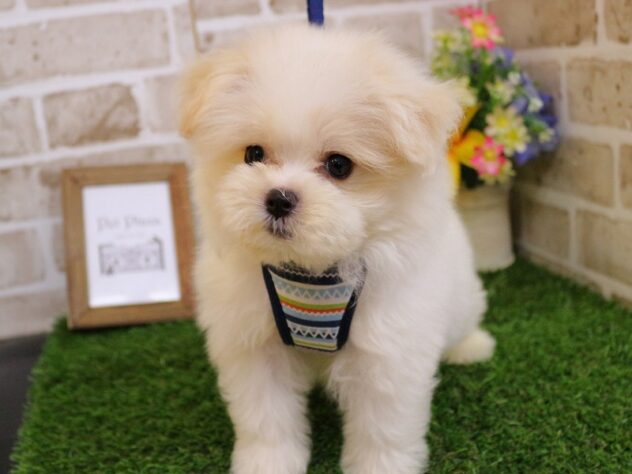 兵庫県のハーフ犬・ミックス犬 (ペット・プラザ アミーゴ神戸西店/2026年7月22日生まれ/男の子/クリームホワイト)の子犬の3枚目の画像
