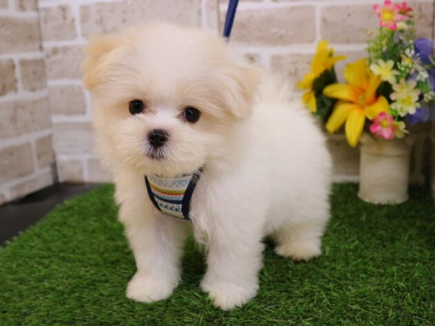 兵庫県のハーフ犬・ミックス犬 (ペット・プラザ アミーゴ神戸西店/2026年7月22日生まれ/男の子/クリームホワイト)の子犬の2枚目の画像