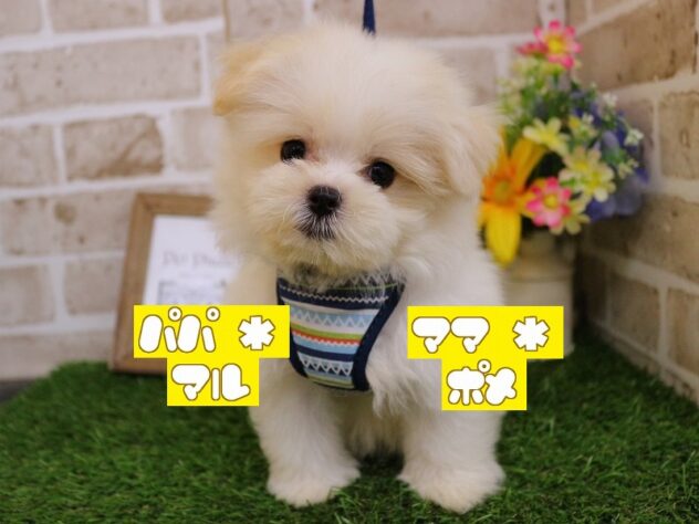 兵庫県のハーフ犬・ミックス犬 (ペット・プラザ アミーゴ神戸西店/2026年7月22日生まれ/男の子/クリームホワイト)の子犬の1枚目の画像