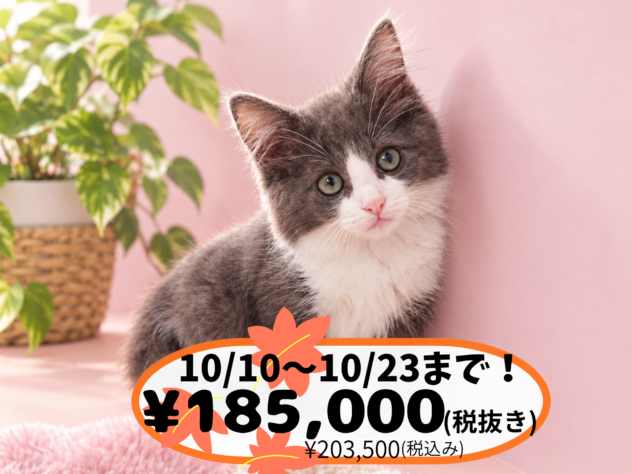 岡山県のノルウェージャンフォレストキャット (アミーゴ中庄店/2026年8月4日生まれ/女の子/ブルーホワイト)の子猫の1枚目の画像