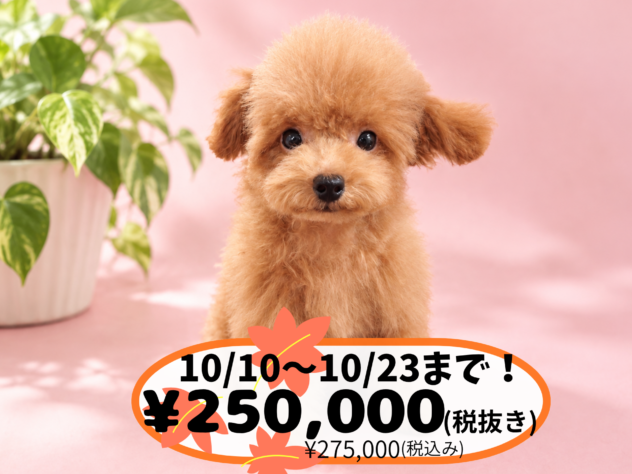 岡山県のトイプードル(トイ) (アミーゴ中庄店/2026年6月17日生まれ/女の子/レッドフォーン)の子犬の1枚目の画像