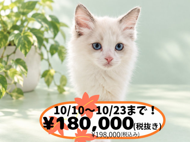 岡山県のラグドール (アミーゴ中庄店/2026年8月16日生まれ/男の子/ブルーポイントバイカラー)の子猫の1枚目の画像