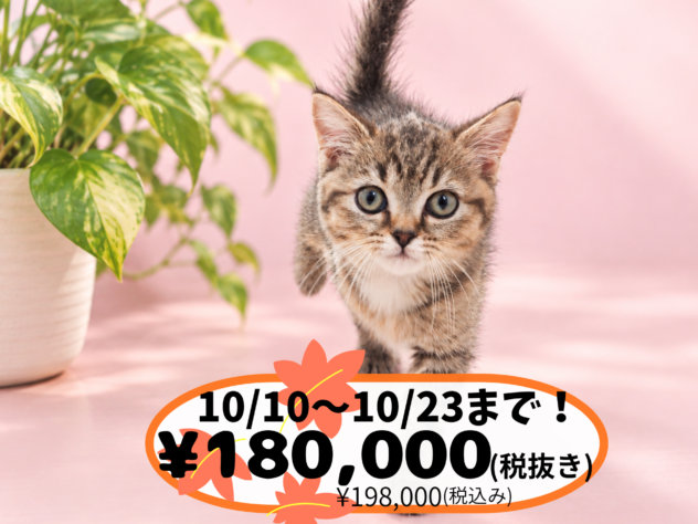 岡山県のブリティッシュショートヘアー (アミーゴ中庄店/2026年7月29日生まれ/女の子/ブラウンマッカレルタビー)の子猫の1枚目の画像