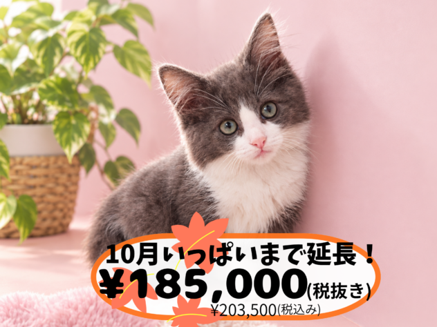 岡山県のノルウェージャンフォレストキャット (アミーゴ中庄店/2026年8月4日生まれ/女の子/ブルーホワイト)の子猫の1枚目の画像