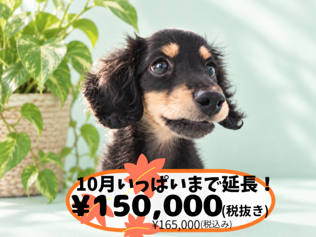 岡山県のミニチュアダックスフンド(ロング) (アミーゴ中庄店/2026年5月20日生まれ/男の子/ブラックタン)の子犬の1枚目の画像