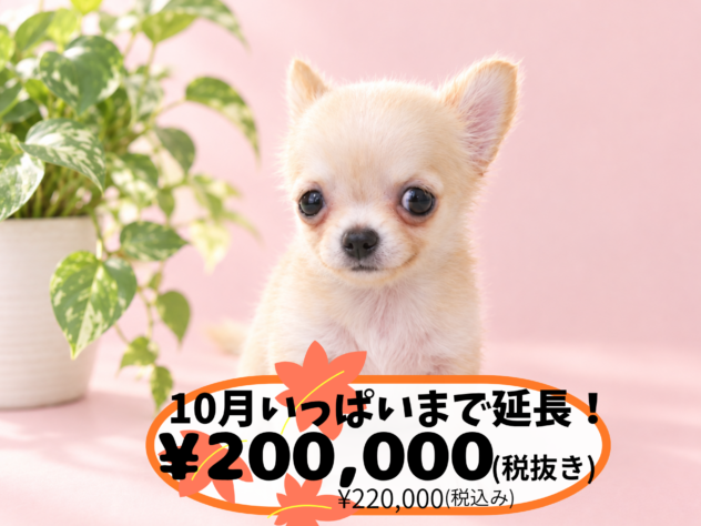 岡山県のチワワ(ロング) (アミーゴ中庄店/2026年7月16日生まれ/女の子/クリーム)の子犬の1枚目の画像