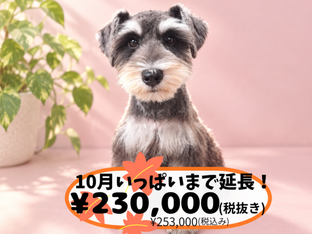 岡山県のミニチュアシュナウザー (アミーゴ中庄店/2026年5月30日生まれ/女の子/ブラックシルバー)の子犬の1枚目の画像