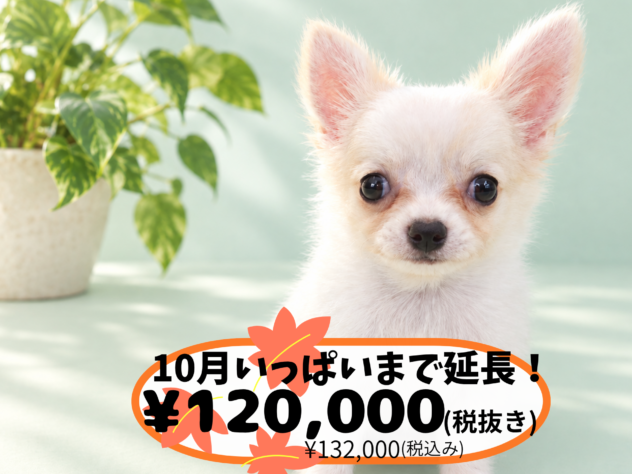 岡山県のチワワ(ロング) (アミーゴ中庄店/2026年7月12日生まれ/男の子/クリーム)の子犬の1枚目の画像