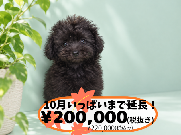 岡山県のトイプードル(トイ) (アミーゴ中庄店/2026年8月23日生まれ/男の子/ブラック)の子犬の1枚目の画像