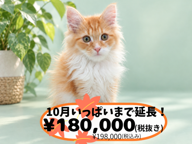 岡山県のノルウェージャンフォレストキャット (アミーゴ中庄店/2026年7月12日生まれ/男の子/レッドタビーホワイト)の子猫の1枚目の画像
