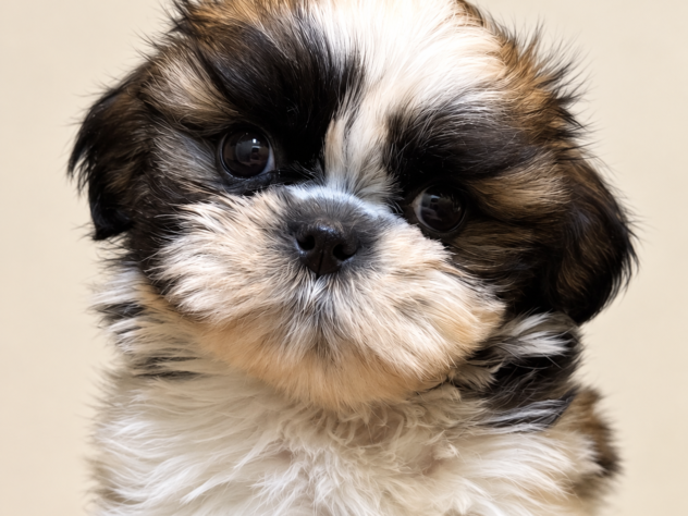 福島県のシーズー (アミーゴ郡山南店/2026年8月2日生まれ/女の子/ホワイトゴールド)の子犬